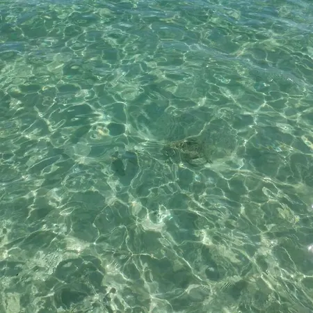 Oasi *